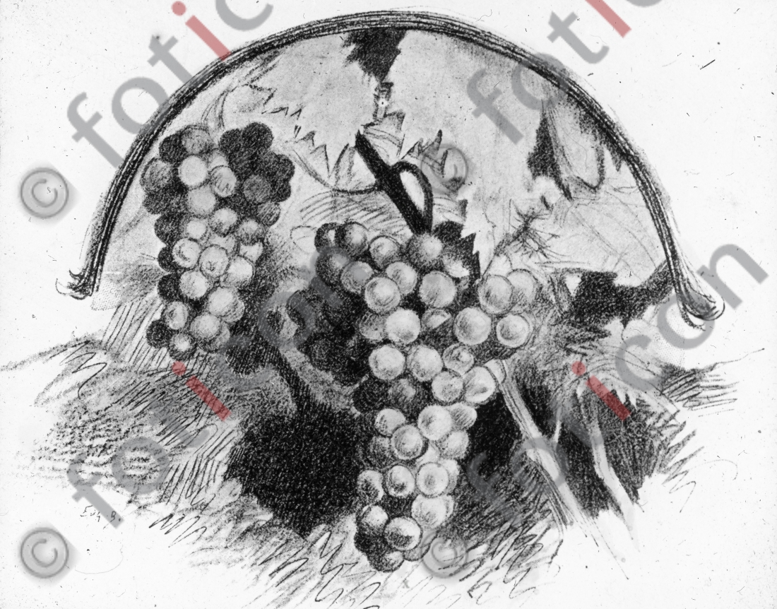 Gleichnis vom Weinstock und den Reben | Parable of the vine and the branches (foticon-simon-132069-sw.jpg)
